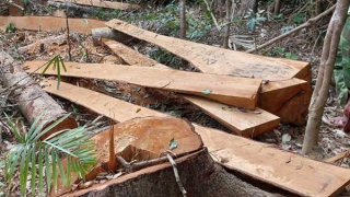 52 cây gỗ bị cưa hạ trơ gốc trong rừng phòng hộ