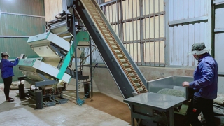 Đề nghị 5 doanh nghiệp xuất khẩu chè báo cáo quy trình sản xuất