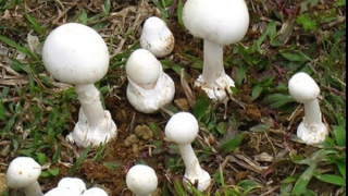 Dùng nấm rừng trong bữa cơm tối, ông bà cùng cháu trai ngộ độc