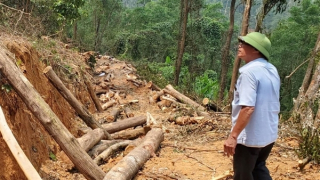 Xử lý nghiêm nhiều vụ khai thác, lấn chiếm đất rừng trái phép