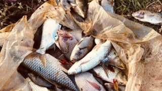 Người dân bức xúc vì cá nuôi gần thu hoạch bỗng dưng chết hàng loạt