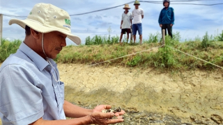 Nguồn nước sông ô nhiễm, người nuôi tôm trắng tay