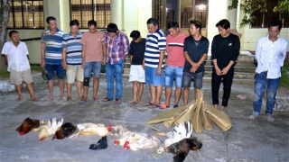 Triệt phá trường gà, tạm giữ trên 100 triệu đồng