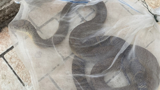 Truyền liên tiếp 10 lọ huyết thanh để cứu người bị rắn hổ mang chúa cắn