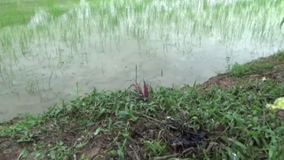 Dính điện bẫy chuột, 2 anh em ruột thương vong