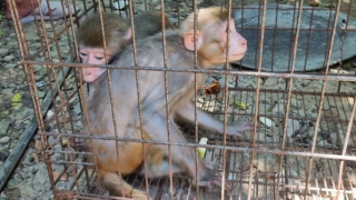 Vận động người dân giao nộp 2 cá thể khỉ vàng quý hiếm