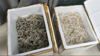 Chủ cơ sở nuôi yến chẳng ngờ gặp phải... "ong tay áo"