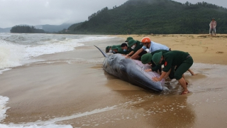Lý giải cá voi xuất hiện ở vùng biển gần bờ Thừa Thiên-Huế