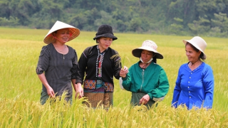 Hướng Việt hồi sinh sau trận lụt lịch sử