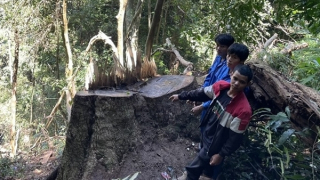 Truy bắt nhóm lâm tặc trong đêm