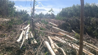 Vụ chiếm dụng rừng trồng keo: BQL Rừng phòng hộ Sơn Hoà nói gì?