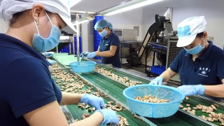 Nhiều giải pháp để ngành điều giữ vị trí số 1 thế giới