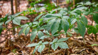 UBND huyện Tu Mơ Rông phản hồi về giấy xác nhận liên quan đến sâm Ngọc Linh