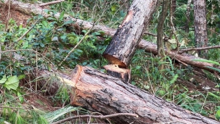 Ngang nhiên đốn hạ 143 cây thông gần 30 năm tuổi ở Lâm Đồng