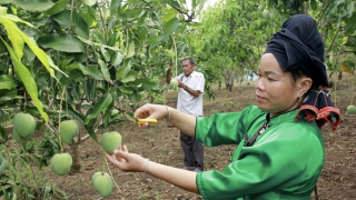 Xoài Sơn La – lại chuyện “được mùa mất giá”