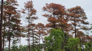 Tạm đình chỉ công tác 2 Chủ tịch xã để xảy ra phá rừng