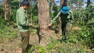 Xót xa những rừng thông bị đánh thuốc độc