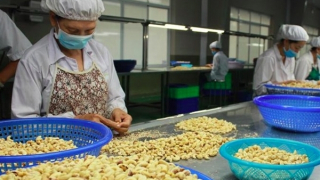 Bộ Công Thương vào cuộc vụ nghi bị lừa đảo trong xuất khẩu điều nhân sang Dubai