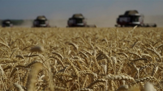 Nga sẵn sàng "thế chỗ" Ukraine cung cấp lương thực cho thế giới