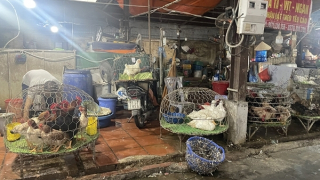 Mất an toàn thực phẩm từ giết mổ gia cầm tự phát