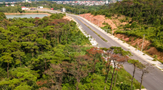 Thêm nhiều diện tích rừng thông bị bức tử để chiếm đất