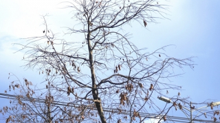 Bị bứng đi trồng lại, loạt cây xanh đô thị tại Thừa Thiên - Huế chết