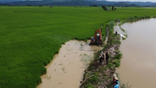 Vỡ đê bao, hàng nghìn ha lúa có nguy cơ bị ngập úng