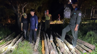 Xử lý nhóm đối tượng khai thác trái phép gỗ nằm trong sách đỏ