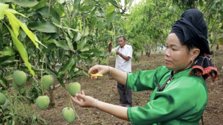 Hỗ trợ Sơn La tiêu thụ xoài, nhãn