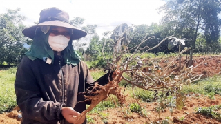 Kiểm tra nguyên nhân cây sâm dược liệu ở vùng cao A Lưới chết hàng loạt
