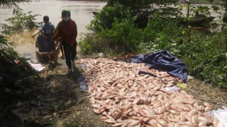 Hàng trăm tấn cá bè của người dân bị chết và lũ cuốn trôi