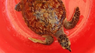 Thả một cá thể đồi mồi dứa về môi trường tự nhiên