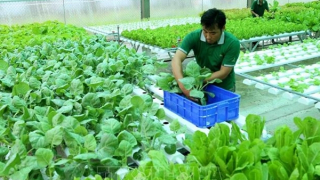 Cảnh báo lừa đảo lao động thời vụ đi làm việc tại Hàn Quốc