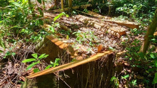 Kỳ 1: "Lâm tặc" lộng hành, hung hãn