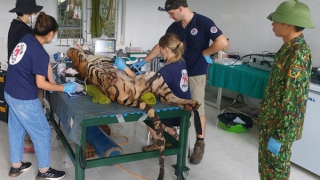 Di dời 7 cá thể hổ về khu chuồng mới ở Phong Nha Kẻ Bàng