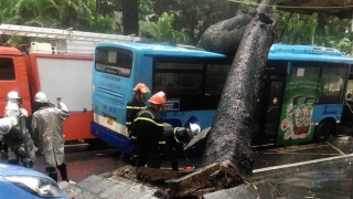 Xà cừ bật gốc trong cơn mưa đè lên xe buýt ở Hà Nội