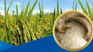 Đảm bảo an ninh lương thực, thúc đẩy sản xuất, xuất khẩu gạo bền vững