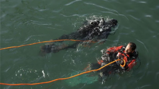 Tàu kéo Ai Cập chìm ở kênh đào Suez, tìm thấy thi thể thuỷ thủ mất tích