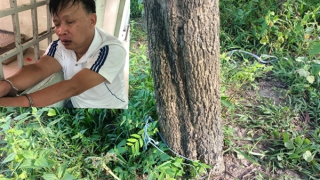 Gã xe ôm trói khách vào gốc cây để giở trò đồi bại