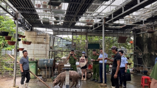 Lật tẩy chiêu cân gian hơn 200kg thịt lợn hơi