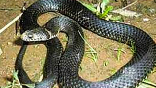 Nhiều trẻ đang ngủ bị rắn độc bò vào nhà cắn nguy kịch