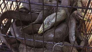 Lãnh hậu quả vì mua bán, vận chuyển động vật hoang dã nguy cấp, quý hiếm