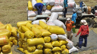 Tận dụng thời cơ để sản xuất, xuất khẩu gạo