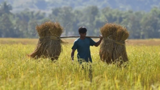 Giá gạo kỷ lục gây áp lực lên hàng tỷ người trên toàn cầu