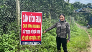 “Giun tặc” hoành hành, người nông dân như ngồi trên đống lửa