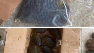 Bắt tạm giam lái xe ô tô khách vận chuyển thuê động vật nguy cấp, quý, hiếm