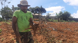 Đã rõ nguyên nhân cây sâm dược liệu ở Thừa Thiên Huế chết hàng loạt