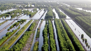 Cà Mau phát huy tiềm năng kinh tế lâm nghiệp