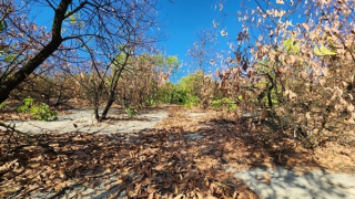 Nhiều diện tích rừng phòng hộ ven biển chết khô giữa nắng hạn