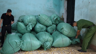 Thu giữ 1,3 tấn giun đất khô không nguồn gốc